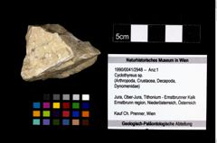 Foto (Objekt + Etikett) von Cyclothyreus sp.  (NHMW-GEO-1990-0041-2948)